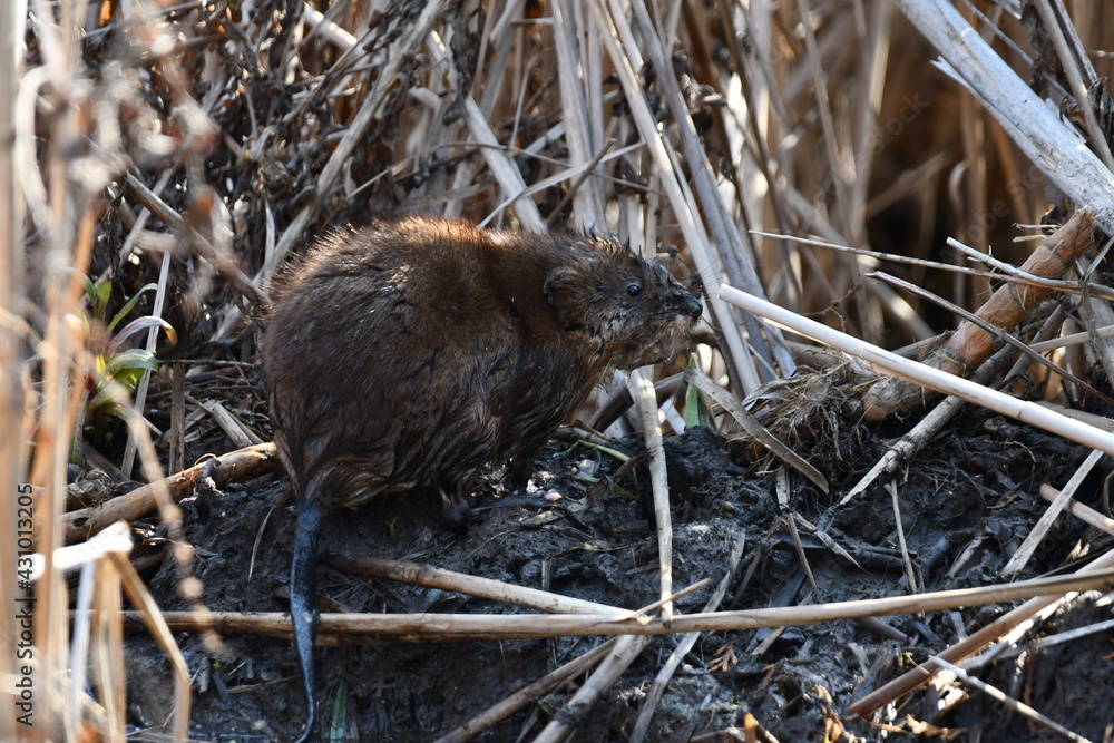 Muskrat sits perched along beaver dam Muskrat sits perched along beaver dam