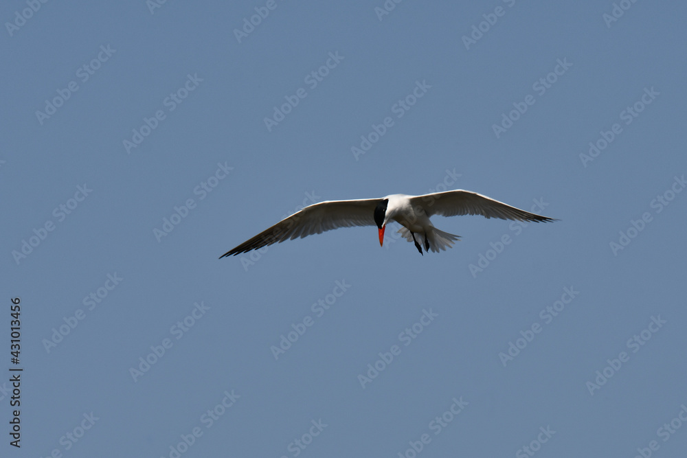 Caspian Tern soaring over lake with wings spread