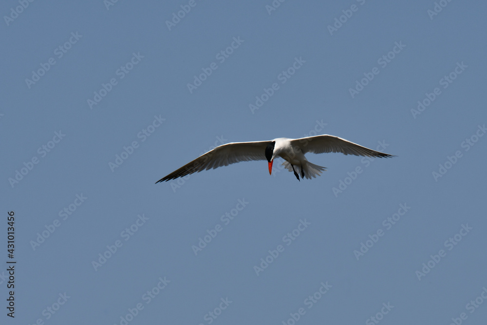 Caspian Tern soaring over lake with wings spread Caspian Tern soaring over lake with wings spread