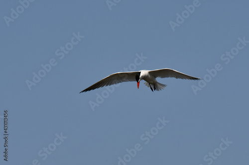 Caspian Tern soaring over lake with wings spread