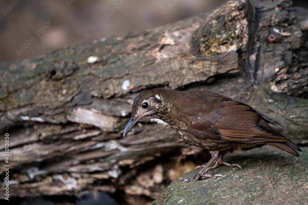 Dark - sided Thrush Dark - sided Thrush