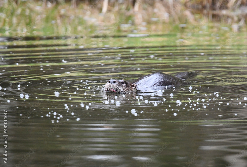 Curious North American River Otter on lake Curious North American River Otter on lake