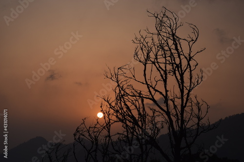 Old beautiful picture of a tree and sunset