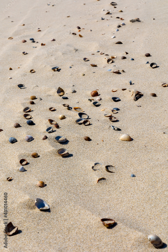 Shells on the beach at Oranjezon, in Zeeland, The Netherlands Shells on the beach at Oranjezon, in Zeeland, The Netherlands