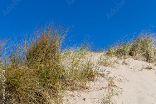 Beach grass waving around in the wind. In the national park Oranjezon  Zeeland in the Netherlands.