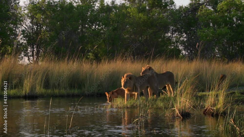 Beautiful wide shot of two male lions and a female getting ready to cross a river in the golden morning light in the Okavango Delta. Beautiful wide shot of two male lions and a female getting ready to cross a river in the golden morning light in the Okavango Delta.