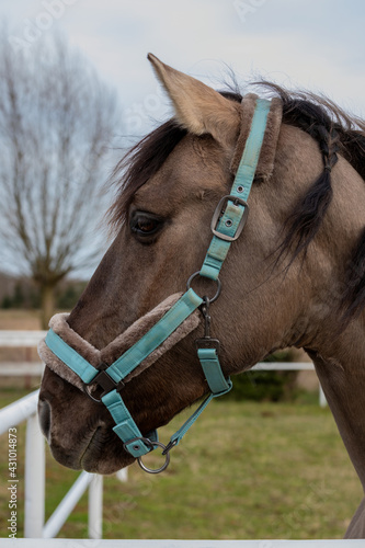Head of Lusitano horse in turquoise blue halter with braided mane. Horse portrait.
