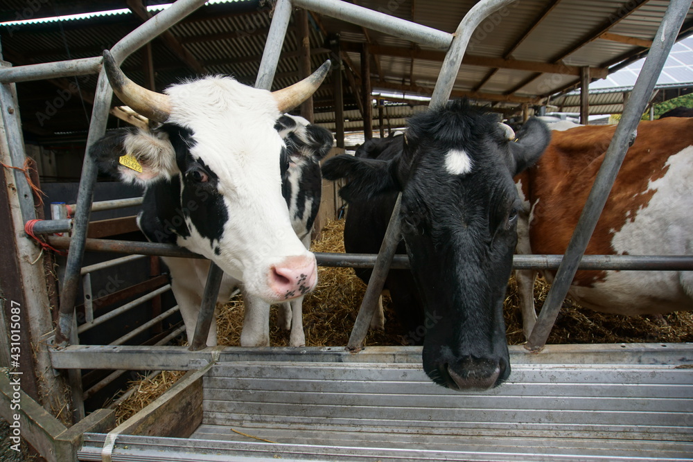 Cows in the farm Cows in the farm