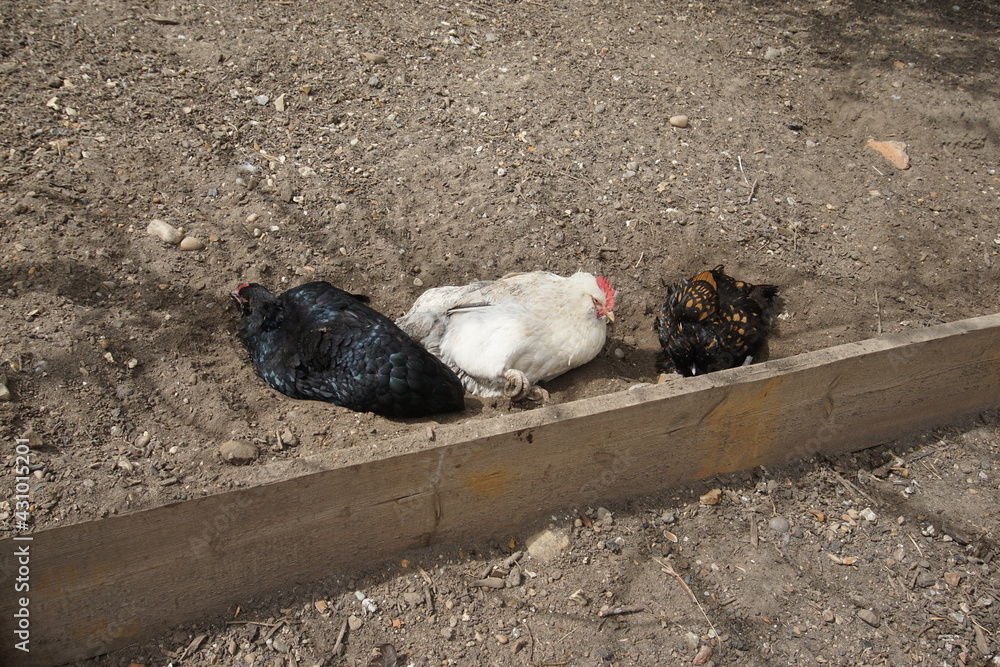 Fototapeta premium Colourful hens