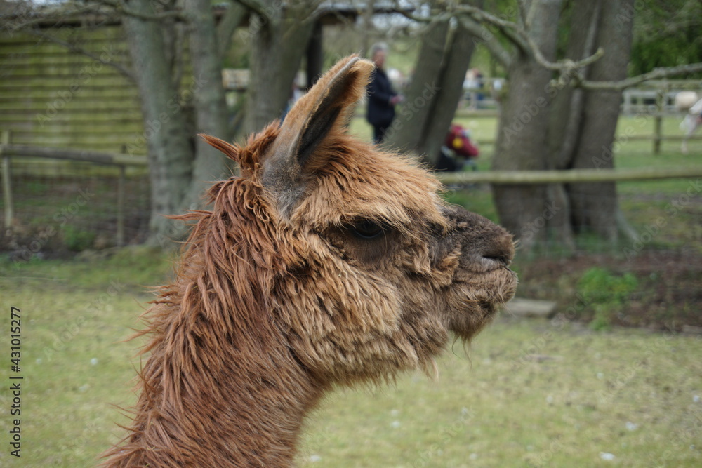 Fototapeta premium Brown alpaca