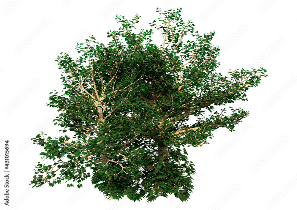 Obraz premium 3D Rendering Sycamore Tree on White