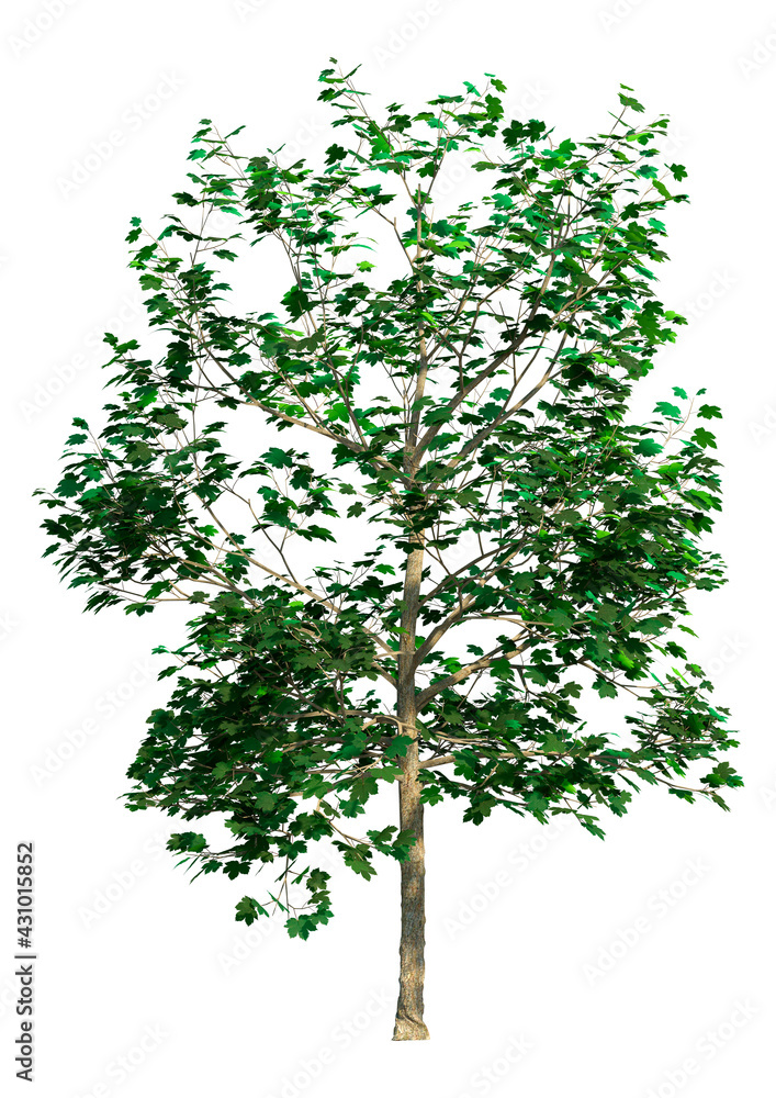 Obraz premium 3D Rendering Sycamore Tree on White
