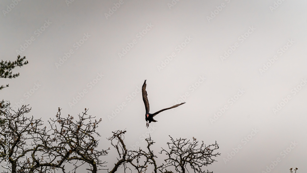 A buzzard spreads its wings and launches itself from the treetops. A buzzard spreads its wings and launches itself from the treetops.