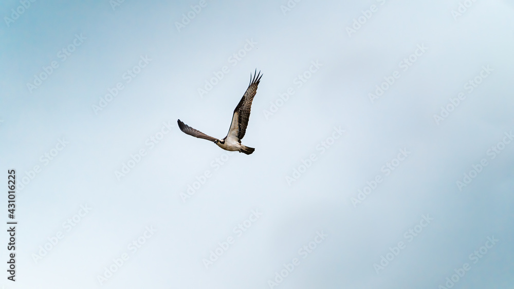 Fototapeta premium An Osprey flying in the sky after attempting a dive towards the water looking for fish.