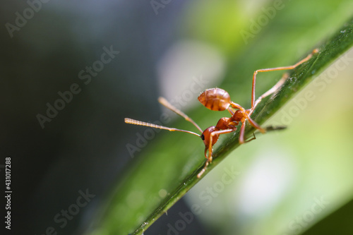 Red ant on green leaves on a natural background