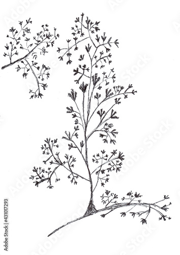 Fototapeta Naklejka Na Ścianę i Meble -  Hand drawing of grass flowers with black ink