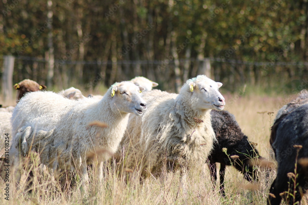 Fototapeta premium Schafe auf einer Wiese im Emsland
