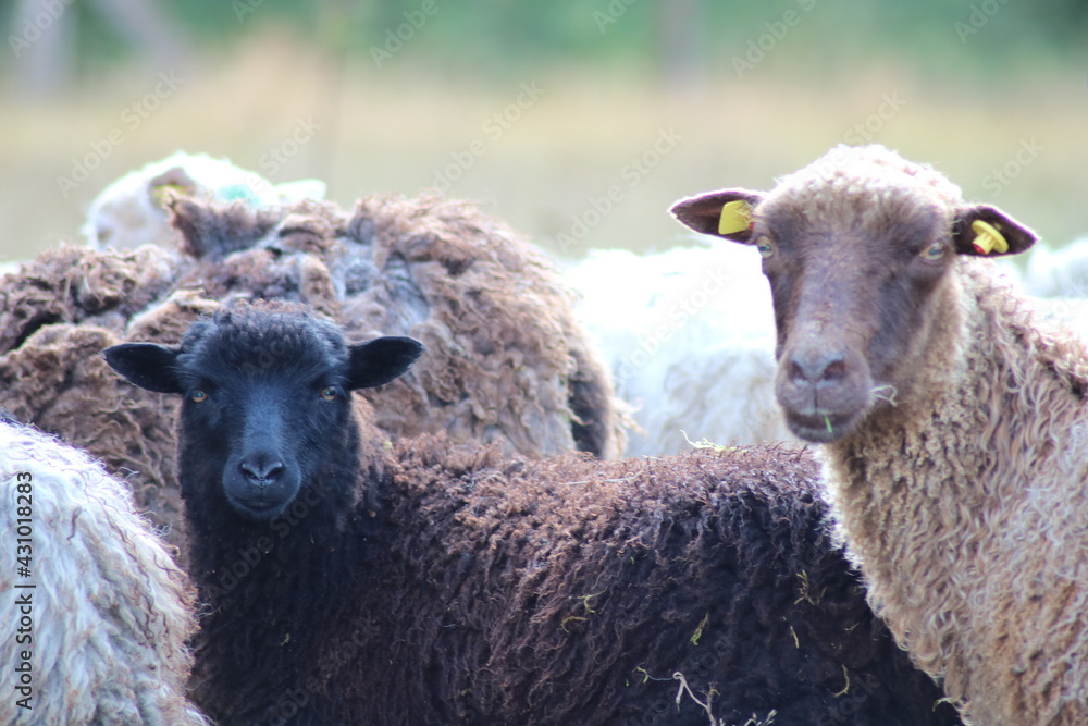 Schafe auf einer Wiese im Emsland