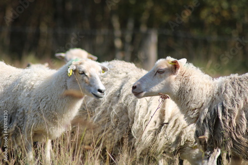 Fototapeta Naklejka Na Ścianę i Meble -  Schafe auf einer Wiese im Emsland