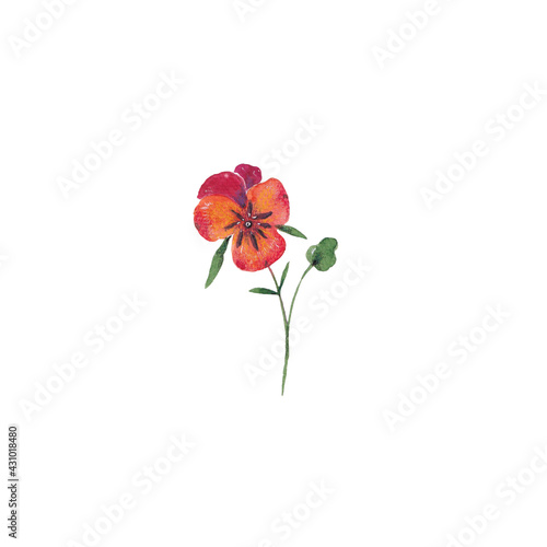 Paint of hand-drawn watercolor orange pansies flowers on a white background. Use for menus, invitations, wedding