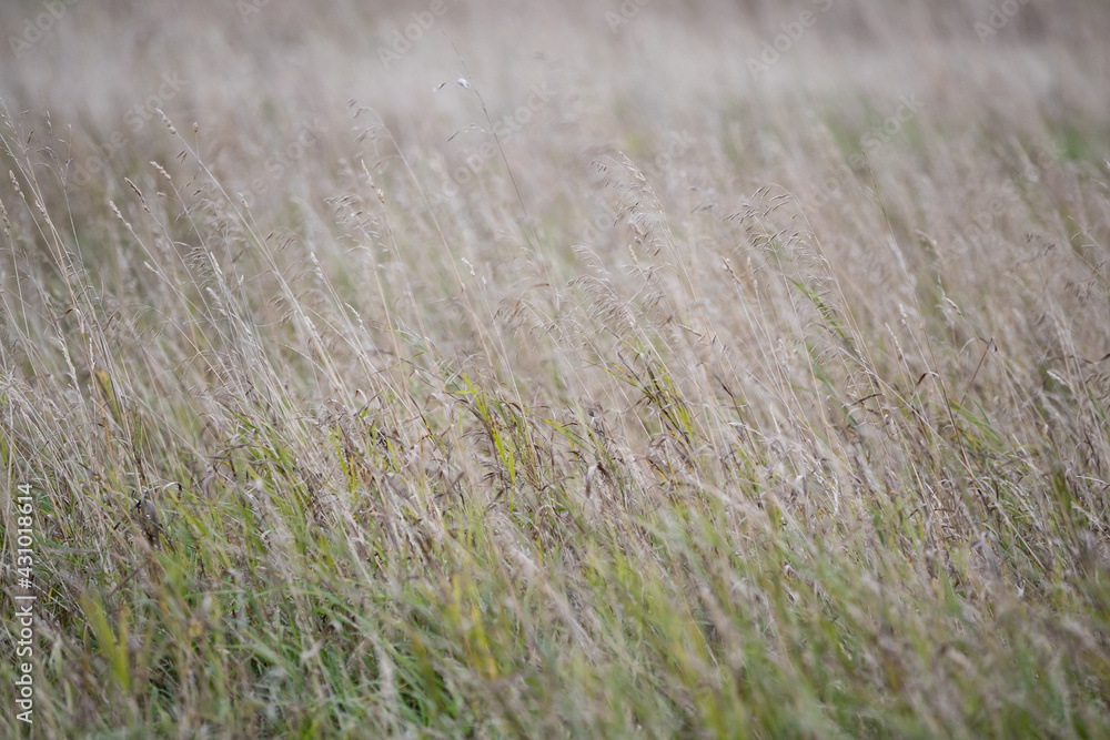 Fototapeta premium Ears of dry grass in a rural meadow in the evening. Agriculture concept. The field is resting and preparing for the next year's cereal planting