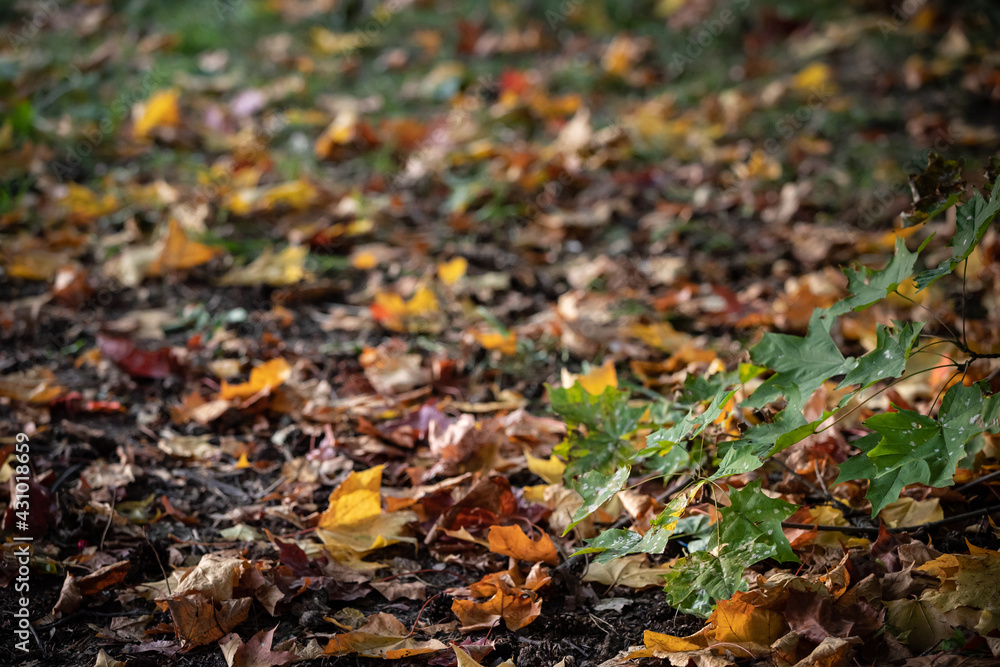 Autumn colorful leaves in the park on the ground. Maple leaves of red, yellow and green color lie on the grass.