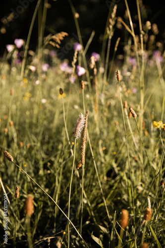 Fleurs des champs photo