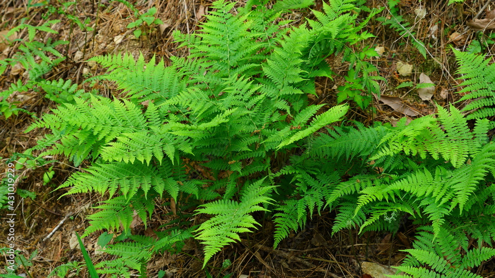 green bracken in the forest in April green bracken in the forest in April