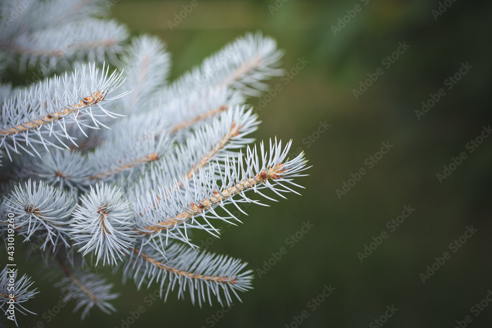 Natural blue spruce in the park against a background of green grass. Closeup of mint spruce branches in sunlight Natural blue spruce in the park against a background of green grass. Closeup of mint spruce branches in sunlight