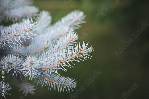Natural blue spruce in the park against a background of green grass. Closeup of mint spruce branches in sunlight