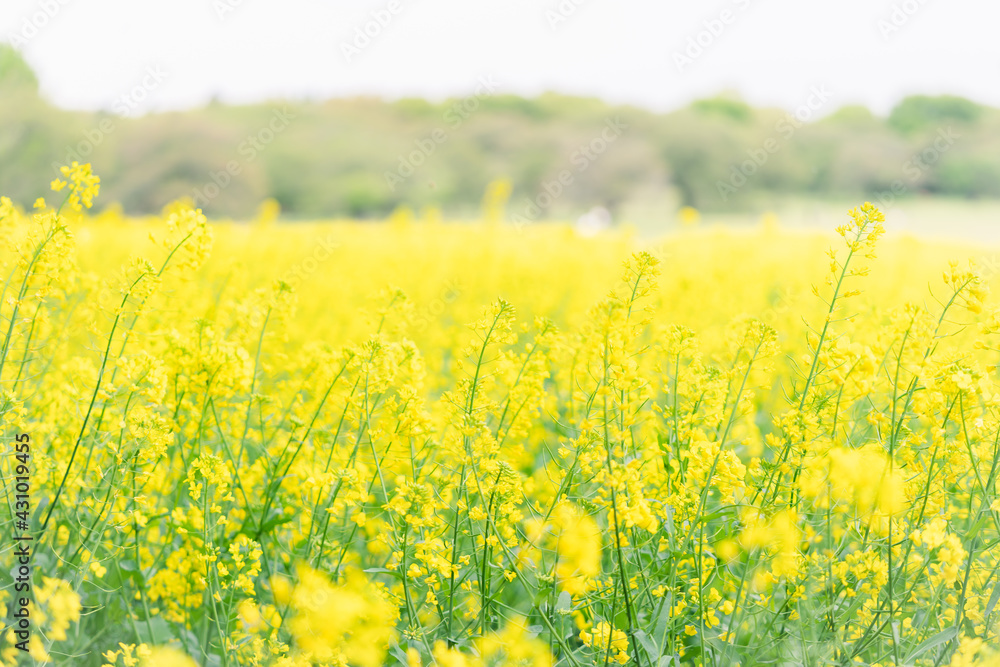 Obraz premium 菜の花