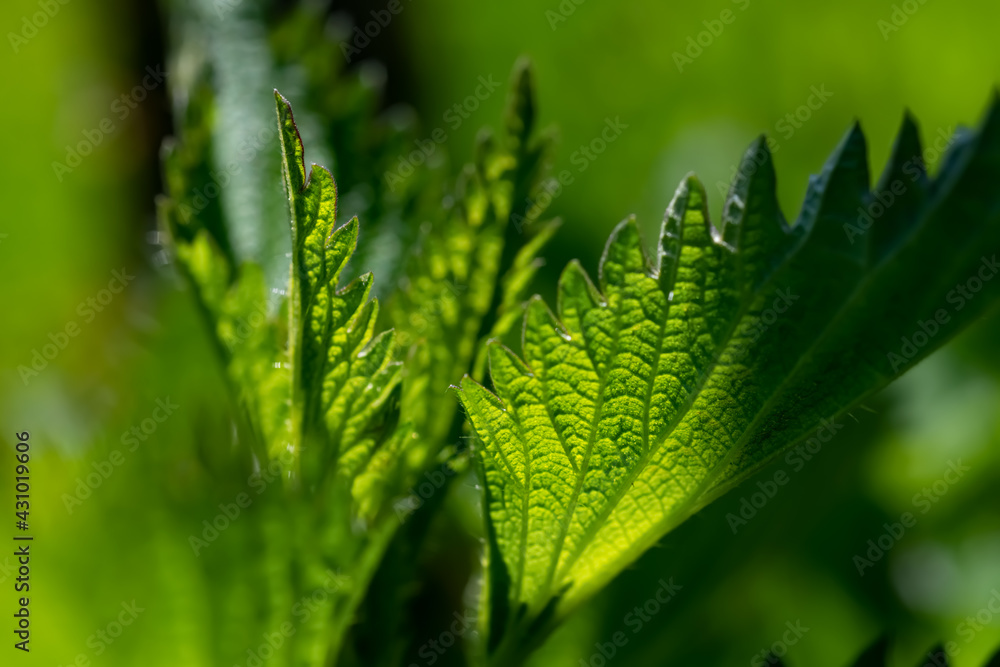 Brennnessel Urtica Nessel grün brennen Blätter Blatt Adern Wachstum transluzent Sonne Makro Details Unkraut Pflanze Botanik Stängel Brennhaare Ameisensäure Quaddeln Schutz Salat Nahaufnahme Licht Brennnessel Urtica Nessel grün brennen Blätter Blatt Adern Wachstum transluzent Sonne Makro Details Unkraut Pflanze Botanik Stängel Brennhaare Ameisensäure Quaddeln Schutz Salat Nahaufnahme Licht