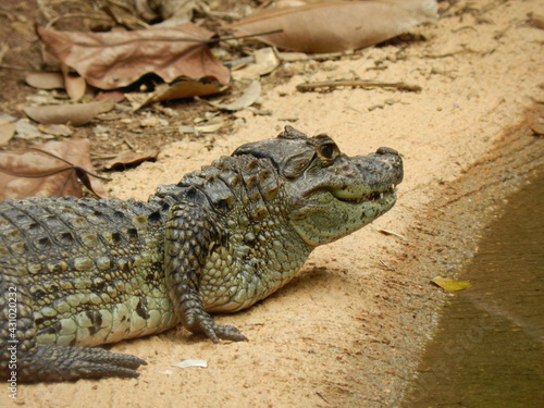Close up of a caiman - Belo Horizonte zoo (Brazil)