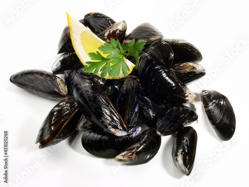 Raw Blue Mussel on white Background - Isolated