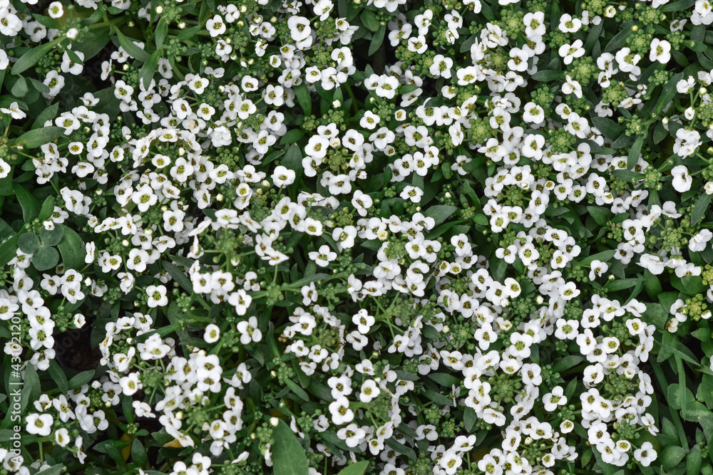 Floral background of small alissum flowers.