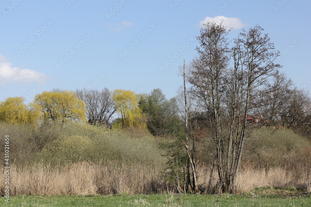 Riparian landscape on the Tegeler Fließ in Schildow in the state of Brandenburg in springtime Riparian landscape on the Tegeler Fließ in Schildow in the state of Brandenburg in springtime