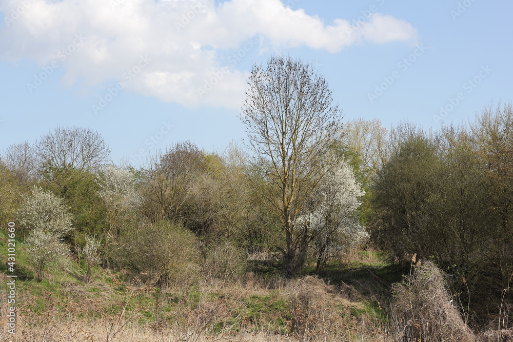 Riparian zone at the Tegeler Fließ in the north of Berlin Riparian zone at the Tegeler Fließ in the north of Berlin