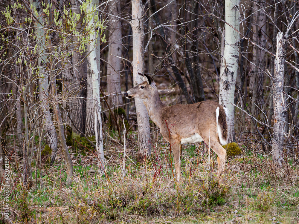 Horizontal side view of young white-tailed deer standing immobile in wooded area, Leon-Provancher conservation area, Neuville, Quebec, Canada Horizontal side view of young white-tailed deer standing immobile in wooded area, Leon-Provancher conservation area, Neuville, Quebec, Canada