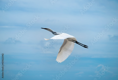 The White Crane Flying Higher © Ramunas