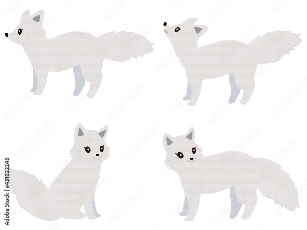かわいい表情と仕草をみせる北極ぎつね かわいい表情と仕草をみせる北極ぎつね