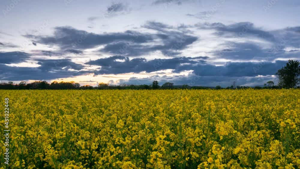 Timelapse Austria Nature Flower Sunset Timelapse Austria Nature Flower Sunset