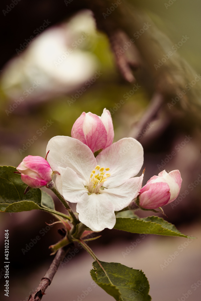 King bloom on apple tree King bloom on apple tree