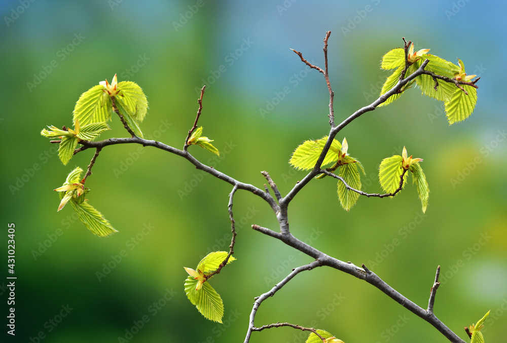 Hainbuchenblätter nach Neuaustrieb im Frühling Hainbuchenblätter nach Neuaustrieb im Frühling