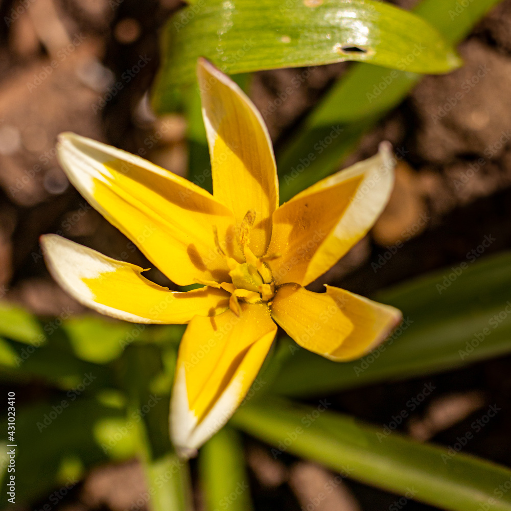 Fototapeta premium Wild tulip