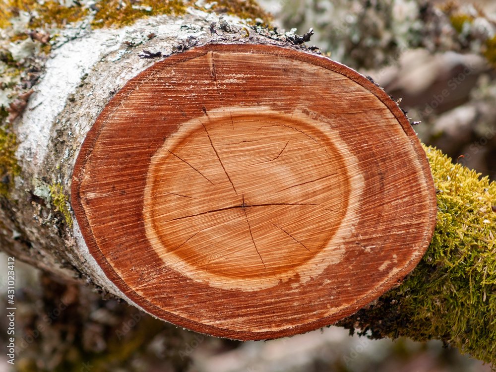 Closeup picture of an birch tree trunk section with its annual rings. Closeup picture of an birch tree trunk section with its annual rings.