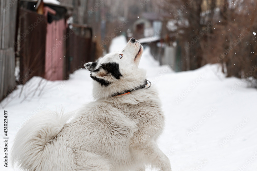 Fototapeta premium A dog of the breed Yakut husky of white color with black spots and blue eyes catches snowflakes outside on the street in winter with a funny view against the background of a snow-covered road.