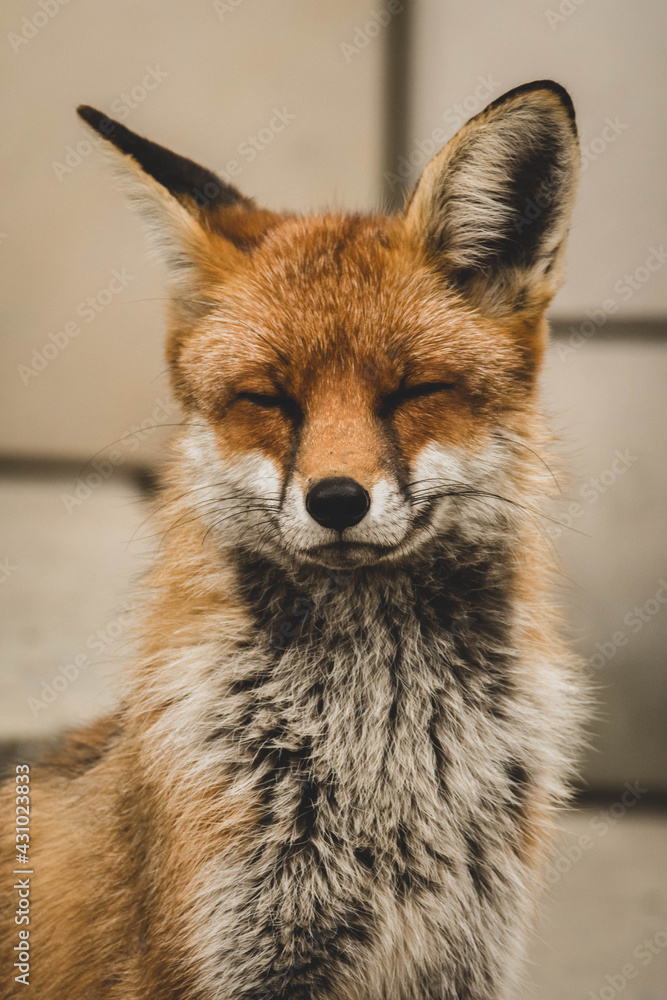 Fototapeta premium Fuchs Portrait