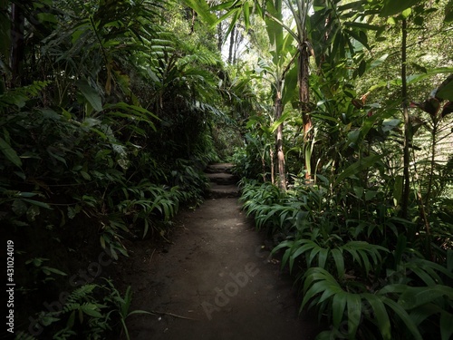 Tropical natural path walkway in lush dense green rainforest jungle to Tibumana waterfall in Bangli Ubud Bali Indonesia photo