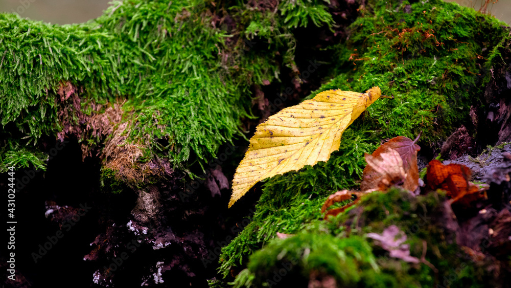 Yellow fallen leaf on an old mossy stump in the old forest Yellow fallen leaf on an old mossy stump in the old forest