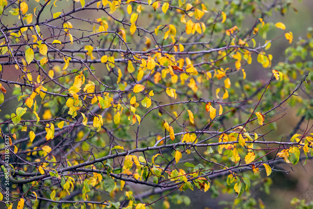 Autumn background with colorful autumn leaves on a tree Autumn background with colorful autumn leaves on a tree